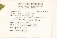 苦滇菜、苦菜藏品圖，第2張