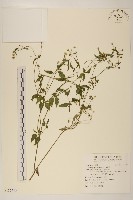 小米菊藏品圖，第1張