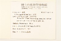 小米菊藏品圖，第2張