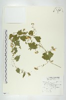 斑花青牛膽藏品圖，第1張