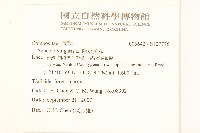 歐洲黃菀藏品圖，第2張