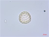 反枝莧藏品圖，第2張