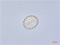 反枝莧藏品圖，第3張