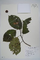 破布烏藏品圖，第1張