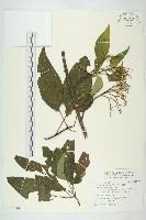 梜木藏品圖，第1張