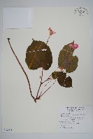 裂葉秋海棠、巒大秋海棠藏品圖，第1張