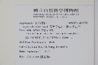 裂葉秋海棠、巒大秋海棠藏品圖，第2張