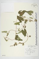 白花牽牛藏品圖，第1張