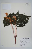 裂葉秋海棠、巒大秋海棠藏品圖，第1張