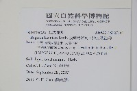 裂葉秋海棠、巒大秋海棠藏品圖，第2張