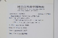 岩生秋海棠藏品圖，第2張