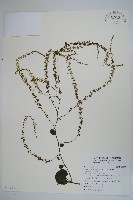 洋落葵、心葉落葵藏品圖，第1張