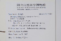 洋落葵、心葉落葵藏品圖，第2張