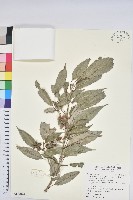 狹葉櫟藏品圖，第1張