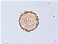 廣東山葡萄藏品圖，第1張