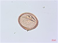 廣東山葡萄藏品圖，第2張