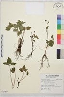 鉤柱毛茛藏品圖，第1張