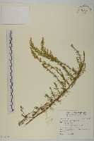 茵蔯蒿藏品圖，第1張