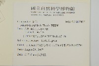 茵蔯蒿藏品圖，第2張