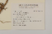 狗娃花藏品圖，第2張