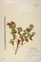 台灣澤蘭藏品圖，第1張