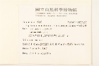 台灣澤蘭藏品圖，第2張