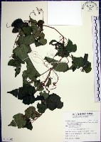 漢氏山葡萄藏品圖，第1張