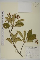 厚葉衛矛, 源一木藏品圖，第1張