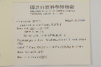 厚葉衛矛, 源一木藏品圖，第2張