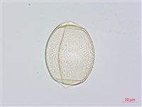 綿棗兒、地棗子藏品圖，第1張