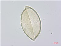 綿棗兒、地棗子藏品圖，第3張