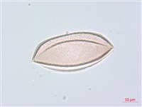 綿棗兒、地棗子藏品圖，第5張