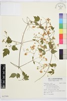 串鼻龍藏品圖，第1張