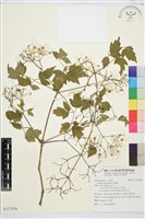 串鼻龍藏品圖，第1張