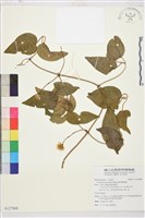 麥氏鐵線蓮藏品圖，第2張