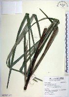 山棕藏品圖，第1張