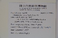 呂宋莢迷藏品圖，第2張