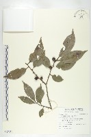 山紅柿藏品圖，第3張