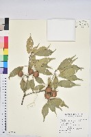 油葉石櫟藏品圖，第1張