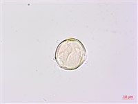 寬翼豆藏品圖，第2張