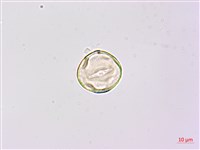 寬翼豆藏品圖，第3張