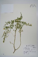 向天黃藏品圖，第1張