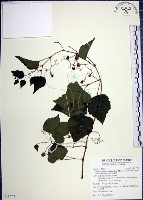 漢氏山葡萄藏品圖，第1張