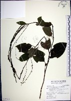 大葉山螞蝗藏品圖，第1張