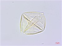 雙子野百合藏品圖，第1張