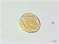 白木蘇花藏品圖，第2張