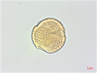 白木蘇花藏品圖，第3張