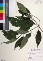 台北玉葉金花藏品圖，第1張