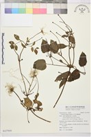 田代氏鐵線蓮藏品圖，第1張