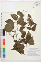 田代氏鐵線蓮藏品圖，第1張